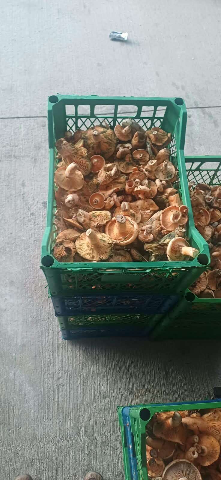 Muğla’da Sezonun İlk Çıntarları Çıktı 2